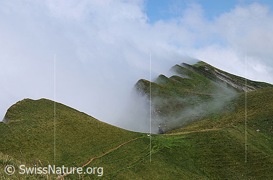 Foto: Stimmung auf der Schrattenfluh. Nebel staut sich an den mit Gras bewachsenen Felsköpfen dem Grat entlang.