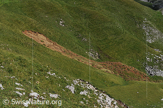Foto: Erdrutsch in grasbewachsenem Berghang.
