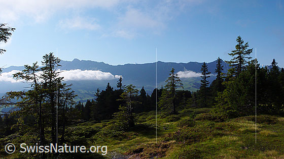 Foto: Moorlandschaft in lichtem Wald mit Ausblick zum Brienzer Grat mit Wolkenband.