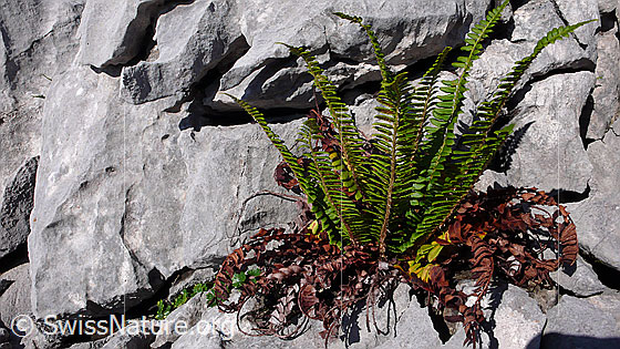 Foto: Farn in Karrenfeld. Farn in einer Ritze einer Felsstufe aus Kalkgestein.