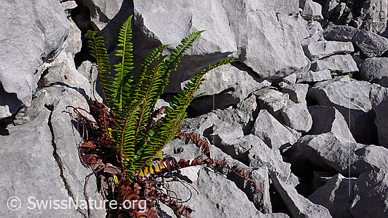 Foto: Farn in einem Karrenfeld.