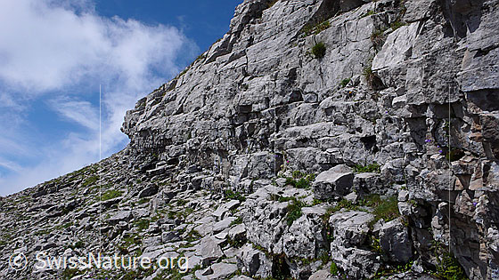 Foto: Felsband im Kalkgestein der Schrattenfluh.