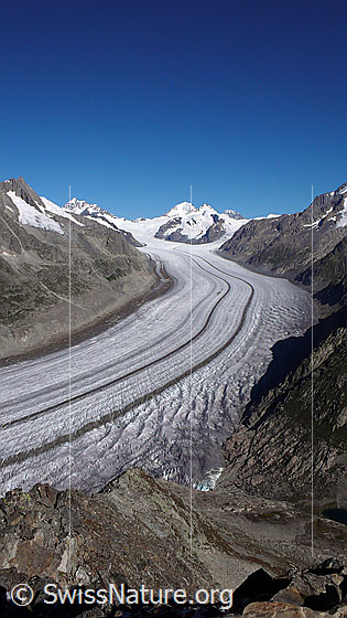Foto: Grosser Aletschgletscher vom Eggishorn. Die Mittelmoränen sind deutlich zu sehen. Hintergrund: Kleines Dreieckhorn, Jungfrau, Mönch, Trugberg, Eiger.