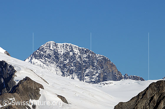 Foto: Portrait Eiger. Eiger von S und Ewigschneefäld.