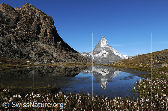 Foto: Riffelsee mit Wollgras am Ufer und Spiegelung des Matterhorns und der Felsen des Riffelhorns im Bergsee.