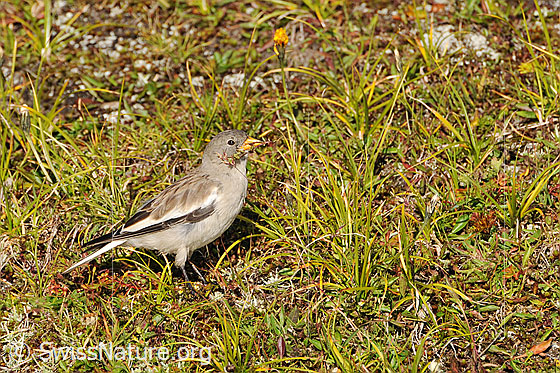 Foto: Schneesperling (Montifringilla nivalis) beim Picken von Samen einer Segge. Der Sperlingsvogel wurde früher auch Schneefink genannt.
Lat.: Montifringilla nivalis
Ordnung: Passeriformes (Sperlingsvögel)
Unterordnung: Passeri (Singvögel)
Familie: Passeridae (Sperlinge)
Gattung: Montifringilla (Schneesperlinge)