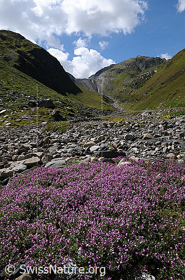 Foto: Blumen in Bergtal. Blühende Blumen Fleischers Weidenröschen, Epilobium fleischeri) neben einem Bachbett mit vielen Steinen. Über dem Bergrücken im Hintergrund sind Quellwolken zu sehen.
