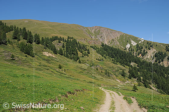 Foto: Saflischtal ca. bei Pt.1911 (Sick)
Vermutlich wird in der Alpstrasse die Stromleitung von Grengiols Solar nach Heiligkreuz verlegt.