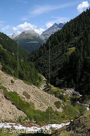 Foto: Saflischtal (V-Tal) mit bewaldeten Berghängen und den Bergbächen Meirischbäch und Saflischbach. Im Hintergrund ist das Hirli zu sehen.
