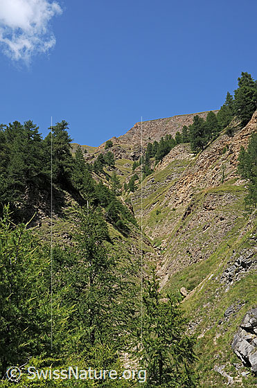 Foto: Erosionsgraben unterhalb Holeschliecht. Unterhalb dieses Grabens verläuft die Alpstrasse von Heiligkreuz ins Saflischtal und zur Alp Furggerchäller.
Vermutlich wird in der Alpstrasse die Stromleitung von Grengiols Solar nach Heiligkreuz verlegt.