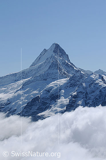 Foto: Portrait Schreckhorn.
Knapp oberhalb der Wolken ist der Wächselgletscher zu sehen.