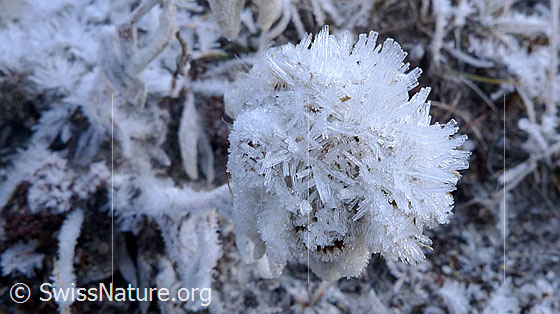 Foto: Edelweiss mit einem Pelz aus Eiskristallen überzogen.
Lat.: Leontopodium alpinum
Familie: Asteraceae (Korbblütler)