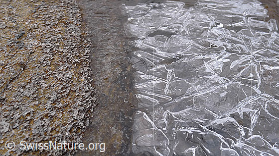 Foto: Strukturen auf der Eisoberfläche am Rand eines gefrorenen Gewässers.