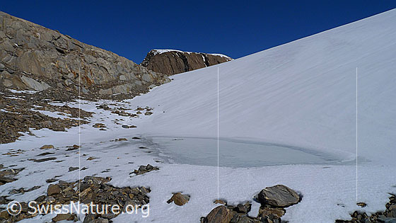 Foto: Kleiner Gletscherrandsee am Rappegletscher und Übergang von Fels zu Eis. Im Hintergrund ist der Gipfel des Rappehorn zu sehen.