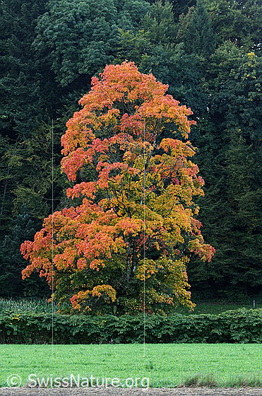 Foto: Ahorn in den Herbstfarben.