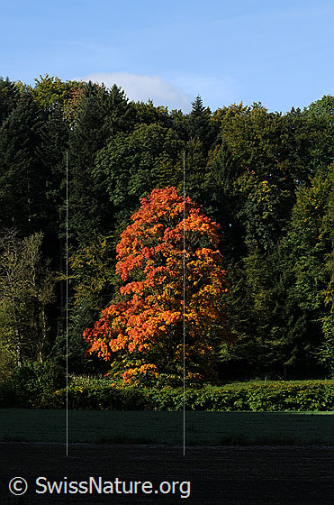 Foto: Ahorn in den Herbstfarben. Ahorn im Sonnenlicht. Der mächtige  Baum am Waldrand ist herbstlich gefärbt.