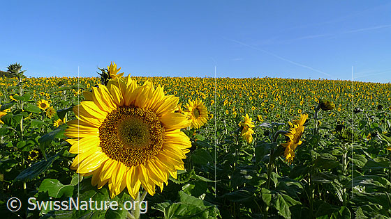 Foto: Sonnenblumenfeld mit Blüte einer Sonnenblume im Vordergrund.
Einjährige Sonnenblumen
Lat.: Helianthus annuus
Familie: Asteraceae