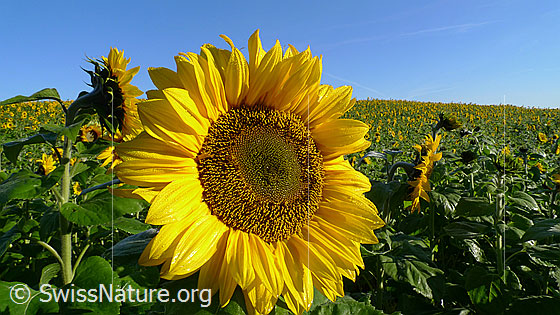 Foto: Sonnenblume in einem Sonnenblumenfeld.
Einjährige Sonnenblumen
Lat.: Helianthus annuus
Familie: Asteraceae
