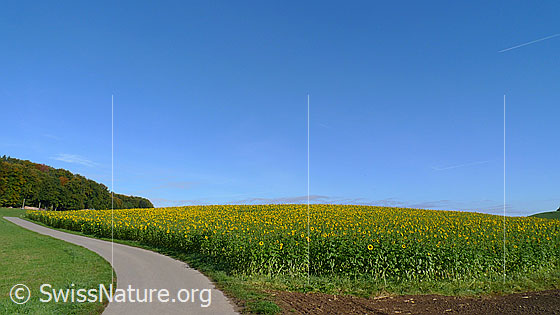 Foto: Weg am Feldrand eines blühenden Sonnenblumenfeldes mit Wald und blauem Himmel im Hintergrund.
Einjährige Sonnenblumen
Lat.: Helianthus annuus
Familie: Asteraceae