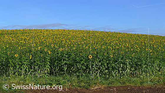 Foto: Blühendes Sonnenblumenfeld an leichter Hanglage.
Einjährige Sonnenblumen
Lat.: Helianthus annuus
Familie: Asteraceae