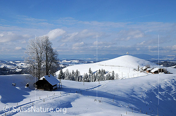 Foto: Winterlandschaft im hügeligen Emmental. Ein schneebedeckter Fahrweg führt an einem Haus vorbei auf einen Bauernhof und einen Hügel mit Baum zu. Die Wälder sind frisch verschneit. Über der Jurakette sind Wolken zu sehen.