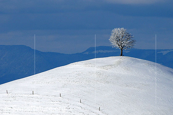 Foto: Hügel mit Schnee und Baum.
Junge, frisch verschneite Linde auf einem Hügel.  Am Fusse des Hügels verläuft ein Weidezaun. Im Hintergrund ist die Jurakette erkennbar.