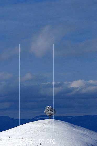 Foto: Winterbild: Linde auf Hügel.
Junge, frisch verschneite Linde auf einem Hügel und Wolken über dem Jura. Am Fusse des Hügels verläuft ein Weidezaun.