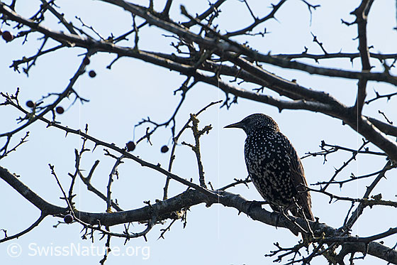 Foto: Star (Sturnus vulgaris) im Geäst sitzend.
Lat.: Sturnus vulgaris
Ordnung: Passeriformes (Sperlingsvögel)
Unterordnung: Passeri (Singvögel)
Familie: Sturnidae (Stare)
Unterfamilie: Sturninae
Gattung: Sturnus