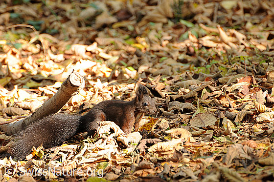 Foto: Eichhörnchen (Sciurus vulgaris) im dürren Laub auf Waldboden sitzend. Das Nagetier ist gut getarnt.
Lat.: Sciurus vulgaris
Familie: Sciuridae (Hörnchen)