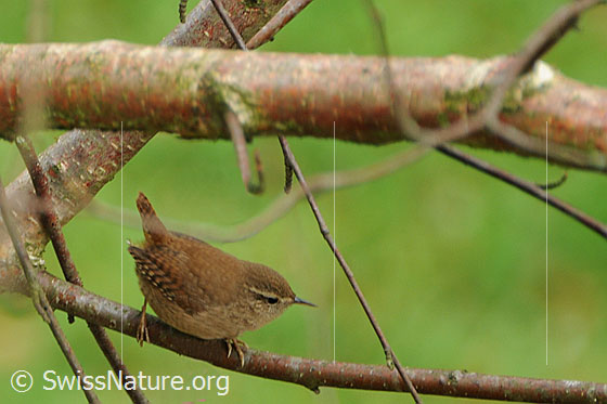 Zaunkönig (Troglodytes troglodytes)