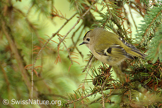 Wintergoldhähnchen (Regulus regulus)