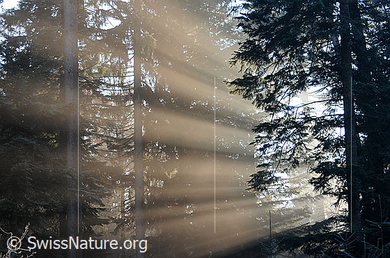 Foto: Lichtspiel der Sonnenstrahlen im Wald.