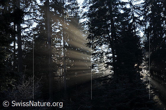 Foto: Lichtspiel der Sonnenstrahlen im Tannenwald.