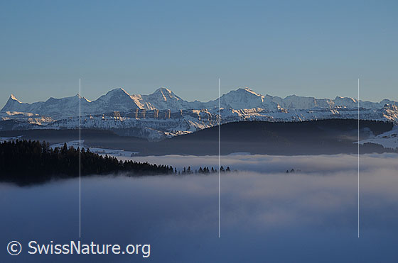 Foto: Nebelmeer vor Berner Alpen mit Fiescherhörner, Eiger, Mönch, Jungfrau und Voralpenkette (Sieben Hengste) im Abendlicht. Grosse Waldgebiete ragen aus dem Nebel.