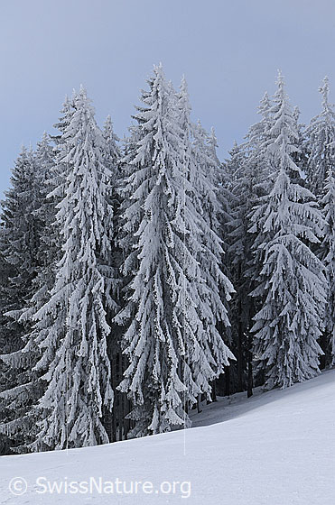 Foto: Verschneite Tannen mit Raureif. Auf dem Boden liegt eine kompakte Schneedecke.
