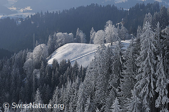 Foto: Winterlandschaft in den Hügeln des Emmentals mit Raureif an Tannen und Bäumen.