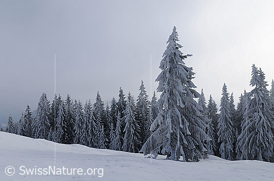 Foto: Schnee im märchenhaften Tannenwald. Der Boden ist mit einer geschlossenen Schneedecke bedeckt. An den mächtigen, verschneiten Tannen hat sich in der nebligen Kälte Raureif gebildet.
