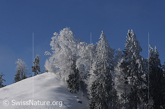 Foto: Hügel und Waldrand in sonniger Winterlandschaft. An Bäumen und Tannen hat sich eine dichte Schicht Raureif gebildet.