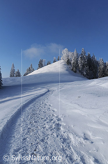 Foto: Winterwanderweg in schneebedeckter, sonniger Raureiflandschaft. Die Bäume und Tannen am Hügel im Hintergrund sind mit Raureif überzogen.