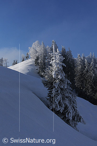 Foto: Winterwald in tief verschneiter Emmentaler Hügellandschaft. An den Tannen haftet gefrorener Schnee und Raureif.
