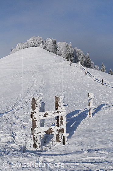 Foto: Winterlandschaft mit schneebedecktem Hügel und starkem Raureif an Weidezaun und Waldrand.