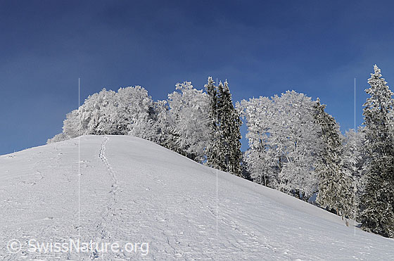 Foto: Waldrand mit Raureif. Schneebedeckter Hügel mit Schneeschuhspur. Die Bäume am Waldrand sind stark mit Raureif überzogen.