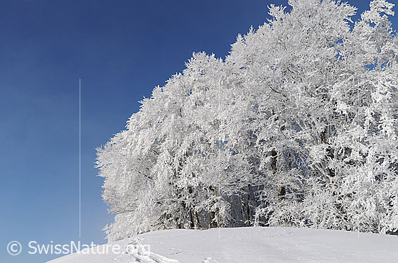 Foto: Raureiflandschaft: Märchenhafter Waldrand in sonniger Winterlandschaft. An den Bäumen haftet starker Raureif.