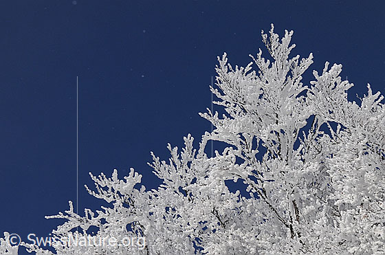 Foto: Zweige mit Raureif. 
Raureif an den Zweigen eines Baumes und blauer Himmel im Hintergrund.