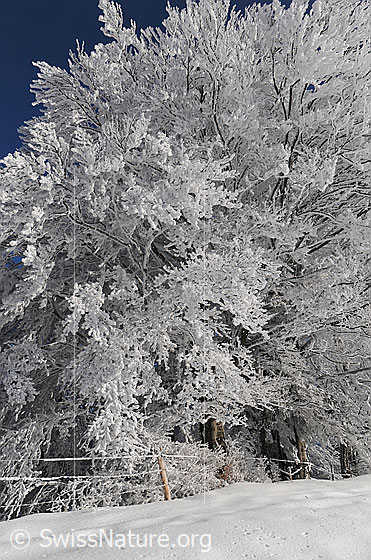 Foto: Frost. 
Winterlandschaft mit Raureif. An den Bäumen des Waldrands hat sich starker Raureif gebildet.