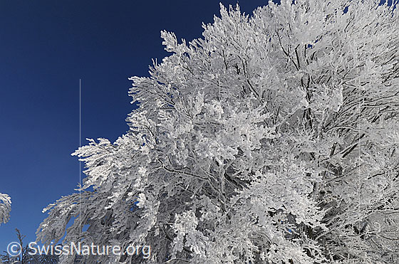 Foto: Blick ins Geäst eines Baumes, welcher stark mit Raureif überzogen ist.
