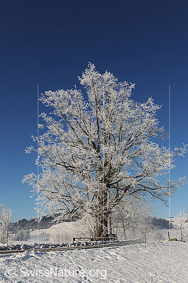 Foto: Eiche mit Raureif in schneebedeckter Landschaft.