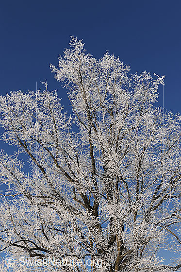 Foto: Raureifbildung an Eiche.
Blick ins Geäst einer Eiche. Der Baum ist mit Raureif überzogen.