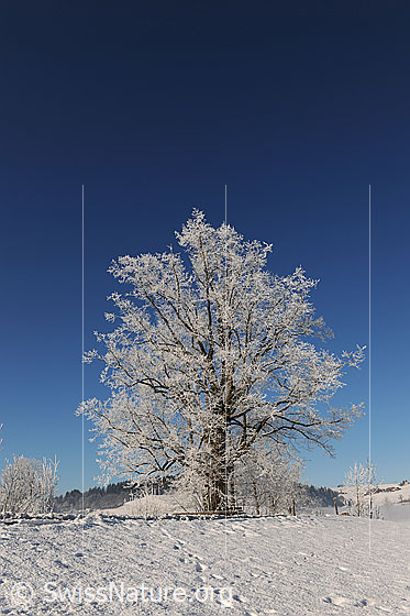 Foto: Baum mit Raureif in Winterlandschaft bei blauem Himmel.