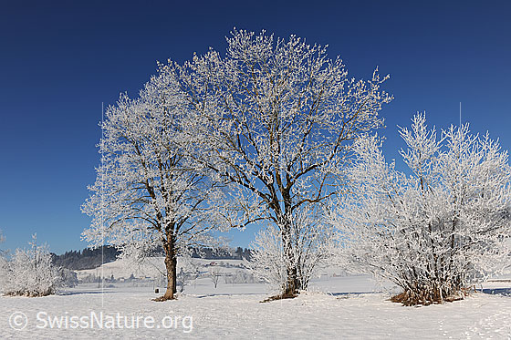 Foto: Hecke in schneebedeckter, sonniger Winterlandschaft. An den Bäumen und Sträuchern hat sich starker Raureif gebildet.